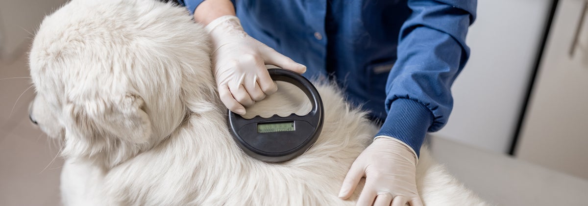 Pet Microchipping NZ: Everything You Need to Know - Canstar