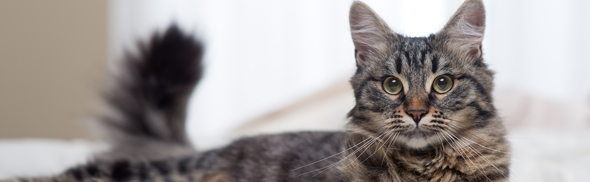 Pet Insurance: Does Your Indoor Cat Need It? - Canstar